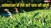 अपने फार्महाउस पर कैसे करें चाय की खेती, जानिए कैसे इस काम को संभव बना सकते हैं आप?