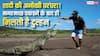 Mexico Crocodile Wedding Tradition : इस देश में मगरमच्छ पकड़ने वाले को ही मिलती है सुंदर दुल्हन, शादी के लिए देनी पड़ती है ऐसी परीक्षा