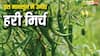 बरसात के मौसम में हरी मिर्च देगी रिकॉर्डतोड़ पैदावार, जान लें खेती का यह धांसू तरीका