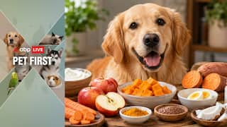Pet First | 10 Everyday Superfoods That Can Improve Your Dog's Immunity