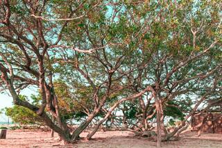 Standing Under This Tree During Rain Could Be Deadly - All About The 'Tree Of Death'