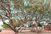 Standing Under This Tree During Rain Could Be Deadly - All About The 'Tree Of Death'