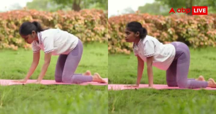 बितिलासन (काउ पोज) की शुरुआत भी चारों हाथ-पैर के सहारे बैठकर करें.अब सांस अंदर लेते हुए पेट को नीचे की ओर झुकाएं और सिर को ऊपर उठाएं. इसके बाद दोबारा मार्जरियासन की पोजीशन में आ जाएं. कैट पोज और काउ पोज को बारी-बारी से करने से गर्दन और पीठ के दर्द में राहत मिल सकती है.