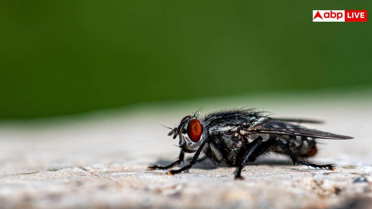 House Fly Control Tips: घर में पोछा लगाने के बाद भी आ जाती हैं मक्खियां? हमेशा के लिए भगाने की नोट करें सीक्रेट ट्रिक
