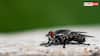 House Fly Control Tips: घर में पोछा लगाने के बाद भी आ जाती हैं मक्खियां? हमेशा के लिए भगाने की नोट करें सीक्रेट ट्रिक