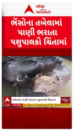 Surat Water Logging : ભેંસોના તબેલામાં પાણી ભરાતા પશુપાલકો ચિંતામાં