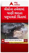 Surat Water Logging : ભેંસોના તબેલામાં પાણી ભરાતા પશુપાલકો ચિંતામાં
