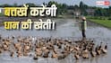 Duck Farming In Paddy Fields: बत्तखों की मदद से धान की खेती! इंडोनेशिया की यह अनोखी तकनीक भारत में भी हिट