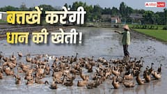 बत्तखों की मदद से धान की खेती! इंडोनेशिया की यह अनोखी तकनीक भारत में भी हिट