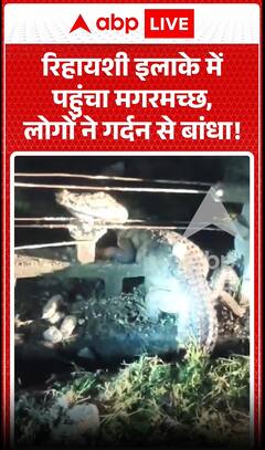 Viral News: Crocodile Reaches Residential Area, People Tie It Around The Neck! Video Goes Viral