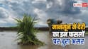 मानसून की देरी से इन फसलों में किसानों को हुआ घाटा, चाय पर भी पड़ा बुरा असर