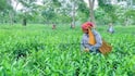 Agriculture: તમારા ફાર્મહાઉસમાં બનાવો ચાનો બગીચા, અહીં જાણો ઘરઆંગણે ચા ઉગાડવાની સાચી પદ્ધતિ