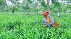 Agriculture: તમારા ફાર્મહાઉસમાં બનાવો ચાનો બગીચા, અહીં જાણો ઘરઆંગણે ચા ઉગાડવાની સાચી પદ્ધતિ