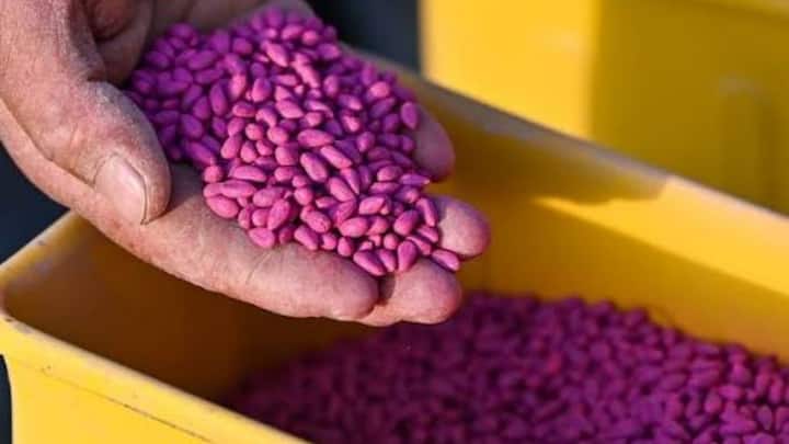 पशुओं के दूध में फैट और मलाई बढ़ाने का सबसे बेस्ट और नेचुरल तरीका है बिनौला यानी कॉटन सीड. बिनौले में भरपूर मात्रा में नेचुरल फैट और ऑयल होता है, जो सीधे तौर पर मलाई को गाढ़ा बनाने का काम करता है. इसे चारे में मिलाने से पशुओं की सेहत भी एकदम चकाचक रहती है.