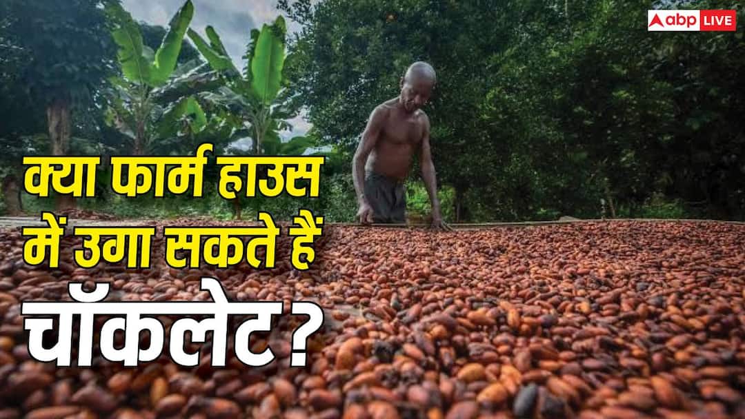 क्या आपके फार्म हाउस पर उग सकती है चॉकलेट? जानिए कोको उगाने का सही तरीका और कमाई का पूरा प्लान क्या आपके फार्म हाउस पर उग सकती है चॉकलेट? जानिए कोको उगाने का सही तरीका और कमाई का पूरा प्लान
