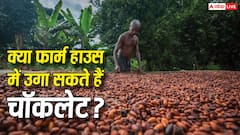 क्या आपके फार्म हाउस पर उग सकती है चॉकलेट? जानिए कोको उगाने का सही तरीका और कमाई का पूरा प्लान