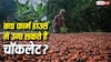 क्या आपके फार्म हाउस पर उग सकती है चॉकलेट? जानिए कोको उगाने का सही तरीका और कमाई का पूरा प्लान