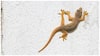 How To Get Rid Of Lizards At Home: ఇంట్లో బల్లులను చంపకుండా వదిలించుకోవడానికి అద్భుతమైన చిట్కాలు ఇవే!