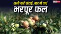 Fruit Farming Tips: फलों की खेती से चाहिए ज्यादा मुनाफा? इन पेड़ों की आज ही कर लें छंटाई, सर्दियों में आ जाएगा मजा