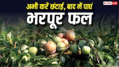 फलों की खेती से चाहिए ज्यादा मुनाफा? इन पेड़ों की आज ही कर लें छंटाई, सर्दियों में आ जाएगा मजा