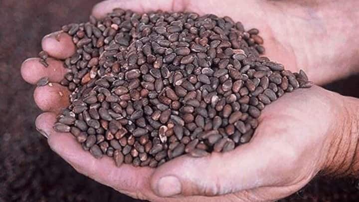 लेकिन इसे खिलाने का एक सही तरीका है जिसे जानना बेहद जरूरी है. आपको करना यह है कि बिनौले को सीधे चारे में डालने के बजाय रात भर पानी में भिगोकर रख दें. सुबह इसे अच्छी तरह उबाल लें और जब यह ठंडा हो जाए. तब पशुओं के रेगुलर दाने या भूसे में मिक्स करके खिलाएं.
