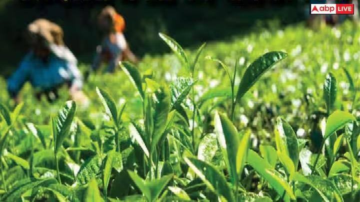 Agriculture: તમારા ફાર્મહાઉસમાં બનાવો ચાનો બગીચા, અહીં જાણો ઘરઆંગણે ચા ઉગાડવાની સાચી પદ્ધતિ