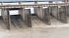 Hathnikund Barrage: बारिश के बाद हथनीकुण्ड बैराज के 10 गेट खोले गए, कब तक दिल्ली पहुंचेगा पानी?