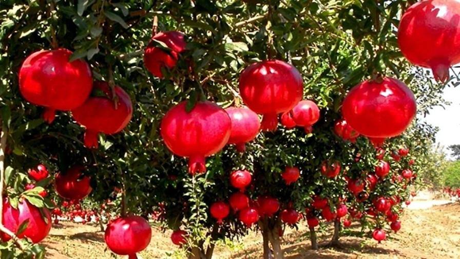 Pomegranate Farming Tips: પોતાના ફાર્મ હાઉસમાં શરૂ કરો દાડમની ખેતી, લાખોમાં થશે કમાણી