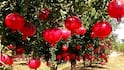 Pomegranate Farming Tips: પોતાના ફાર્મ હાઉસમાં શરૂ કરો દાડમની ખેતી, લાખોમાં થશે કમાણી