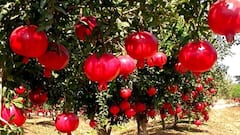 Pomegranate Farming Tips: પોતાના ફાર્મ હાઉસમાં શરૂ કરો દાડમની ખેતી, લાખોમાં થશે કમાણી