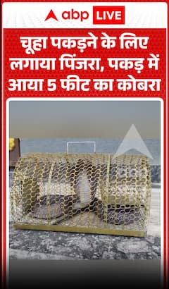 Viral Video: चूहा पकड़ने के लिए लगाया था पिंजरा, फंस गया 5 फीट लंबा कोबरा
