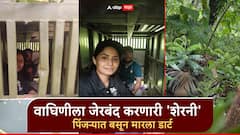 Tiger Dart: वाघिणीला जेरबंद करणारी 'शेरनी'; प्रियल चोरगडेंनी वाघाच्या पिंजऱ्यात बसून मारला डार्ट