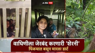 Tiger Dart: वाघिणीला जेरबंद करणारी 'शेरनी'; प्रियल चोरगडेंनी वाघाच्या पिंजऱ्यात बसून मारला डार्ट