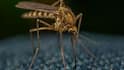 Influencer Puts Disney's Mosquito Control Secrets To The Test At Home; Here's What Worked