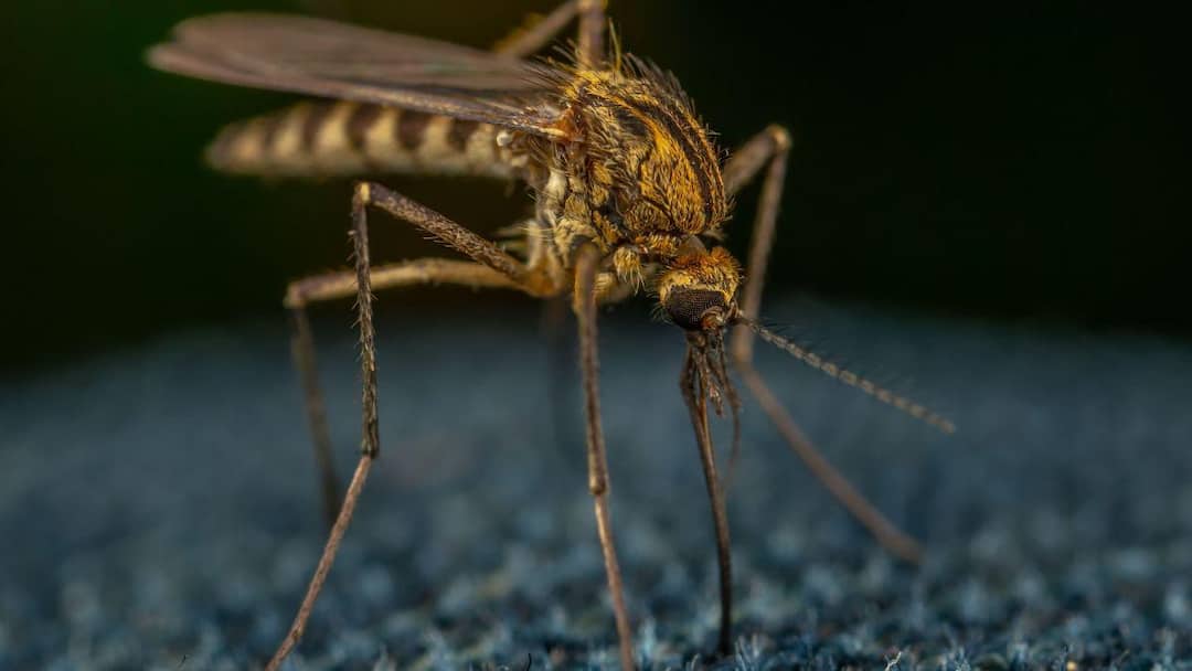 Influencer Puts Disney's Mosquito Control Secrets To The Test At Home; Here's What Worked Influencer Puts Disney's Mosquito Control Secrets To The Test At Home; Here's What Worked