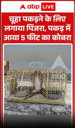 Viral Video: Rat Trap Set to Catch a Mouse Ends Up Capturing a 5-Foot Cobra