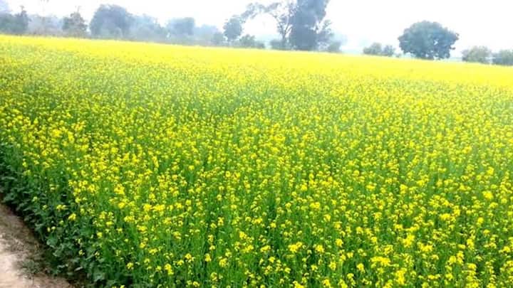 तीसरे नंबर पर आप तिलहन फसलों में सरसों या सूरजमुखी को चुन सकते हैं. खासकर सूरजमुखी एक ऐसी फसल है जो हर तरह के मौसम में ढल जाती है. इसे बहुत ज्यादा पानी नहीं चाहिए होता और इसके बीजों से निकलने वाले तेल की मार्केट वैल्यू हमेशा हाई रहती है. कम लागत में यह आपको बढ़िया प्रॉफिट दे सकती है.