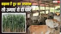 पशुपालकों के लिए जरूरी खबर, अगस्त के बाद लगाएं ये दो चारे, दूध का उत्पादन होगा सीधे दोगुना