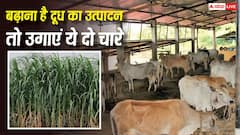 पशुपालकों के लिए जरूरी खबर, अगस्त के बाद लगाएं ये दो चारे, दूध का उत्पादन होगा सीधे दोगुना