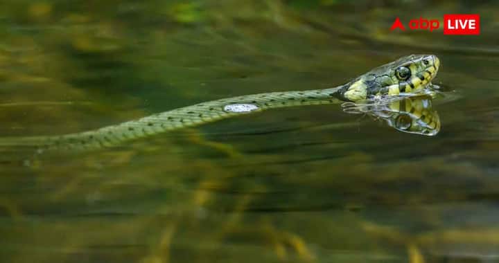 Some of the world's most poisonous snakes are found in Australia. Prominent among them are Inland Taipan, Eastern Brown Snake and Tiger Snake. Despite this, the cases of death due to snake bite are less here. The reasons for this are believed to be awareness among people, fast medical emergency system and good availability of antivenom.