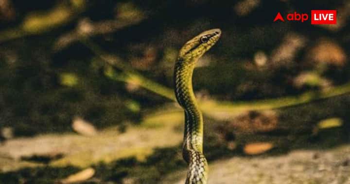 South Asia is considered the world's biggest snake bite hotspot. The highest number of cases of snake bites and deaths due to them are reported every year in India. The main reasons for this are hot weather, large-scale farming and the presence of many species of poisonous snakes. In India, Indian cobra, common krait, Russell's viper and saw-scaled viper are considered the most dangerous. Together they are also called the Big Four of India. Apart from India, many cases of snake bites are also reported in Bangladesh, Nepal, Pakistan and Sri Lanka. Especially during monsoon, there are more encounters between humans and snakes in fields and flooded areas.