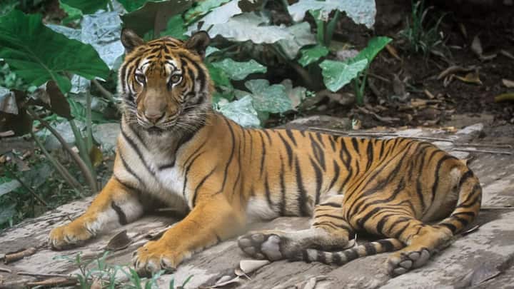 लेकिन अगर दोनों की लड़ाई में किंग कोबरा पहली वार कर दें तो स्थिति बदल सकती है. उसका जहर टाइगर के शरीर पर असर डालना शुरू कर सकता है, जिससे उसकी ताकत और गति प्रभावित हो सकती है. हालांकि इसके बावजूद टाइगर के पास इतना समय और शक्ति होती है कि वह जहर पूरी तरह असर दिखाने से पहले ही कोबरा को मार गिराए.