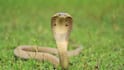 Tiger vs King Cobra: टाइगर Vs किंग कोबरा: आमने-सामने आए तो कौन जीतेगा? जानिए किसका पलड़ा पड़ेगा भारी