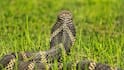 Tiger vs King Cobra: टाइगर Vs किंग कोबरा: आमने-सामने आए तो कौन जीतेगा? जानिए किसका पलड़ा पड़ेगा भारी