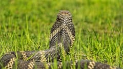 Tiger vs King Cobra: टाइगर Vs किंग कोबरा: आमने-सामने आए तो कौन जीतेगा? जानिए किसका पलड़ा पड़ेगा भारी