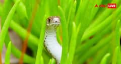 Snakebite Hotspots in World : दुनिया की ये जगहें हैं सांपों का सबसे खतरनाक अड्डा, घूमने से पहले जरूर जान लें