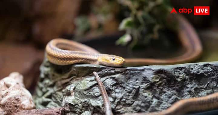 If a person is bitten by a snake, then first of all try to remain calm and keep body movements less, so that the poison does not spread rapidly throughout the body. After this, without any delay we reached the nearest hospital. Old home remedies like cutting a wound, sucking poison or tying a bandage tightly are no longer considered appropriate, they can cause harm instead of benefit.