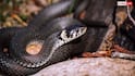 Venomous Snakes: किस सांप में जहर है और किसमें नहीं? ऐसे करें पहचान