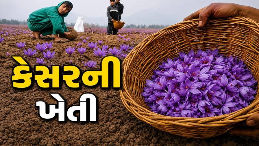 Saffron Cultivation Tips: કાશ્મીર જ નહીં તમારા ખેતરમાં પણ થઈ શકે છે કેસરની ખેતી, જાણી લો રીત