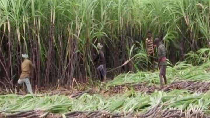 अगर गन्ने की जड़ों के पास लंबे समय तक पानी जमा रहता है तो पौधों की ग्रोथ पर असर पड़ता है. इसलिए खेत की नालियों की समय समय पर सफाई करें और पानी निकलने का रास्ता हमेशा खुला रखें. जहां जरूरत लगे वहां तुरंत पानी बाहर निकाल दें ताकि फसल को किसी तरह का नुकसान न हो.